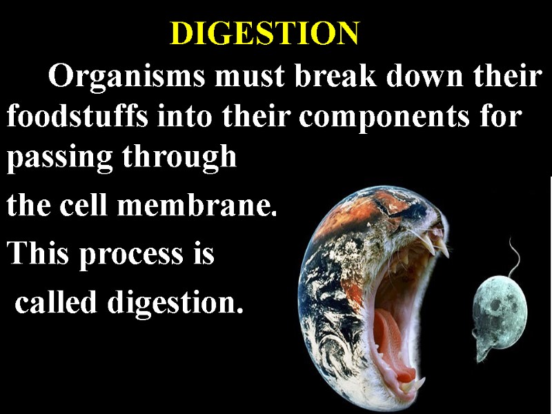 DIGESTION      Organisms must break down their foodstuffs into their